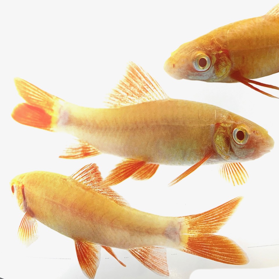 Labeo frenatus    Albino labeo M@